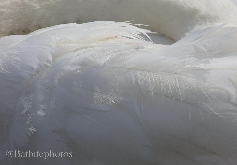 A close up of a mute swans feathers. The image contains a watermark of @batbitephotos.