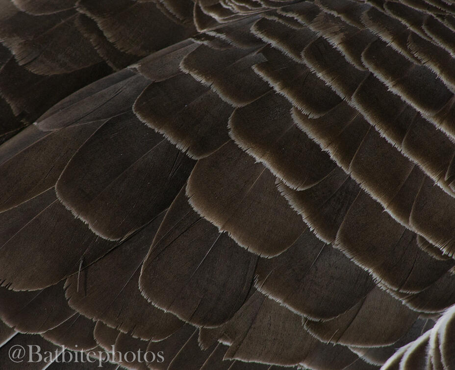 A close up of a greylag geeses feathers. The image contains a watermark of @batbitephotos.