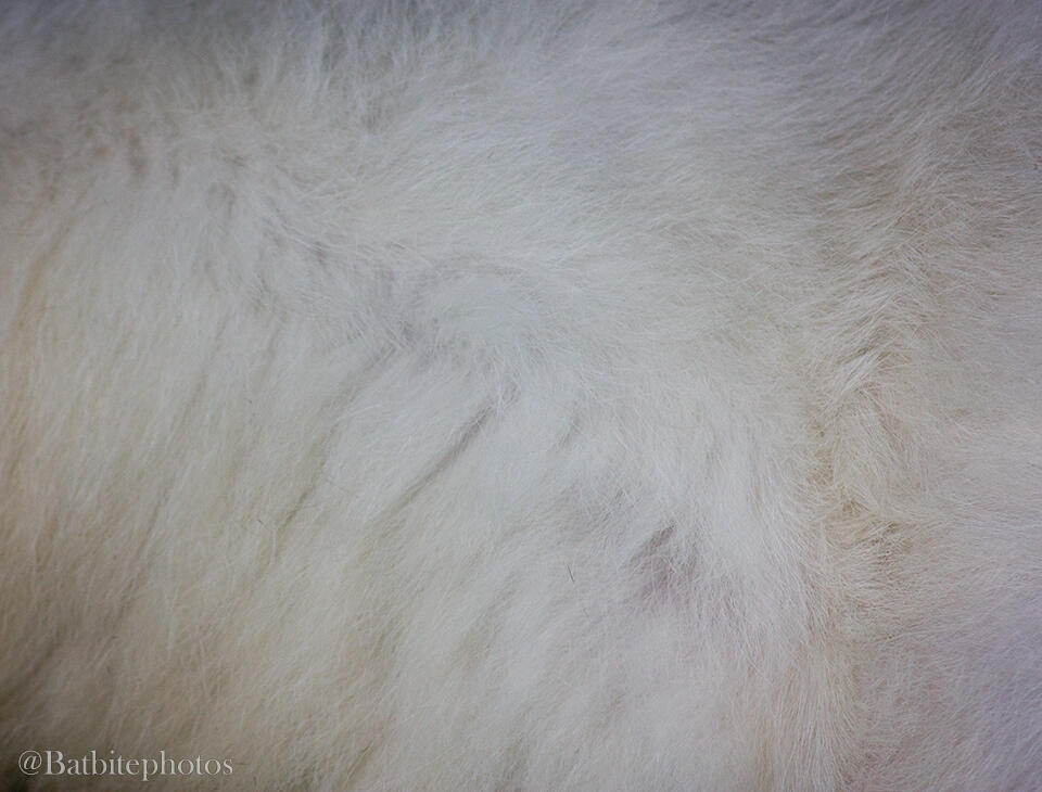 ©Jay Forman Batbitephotos 2025