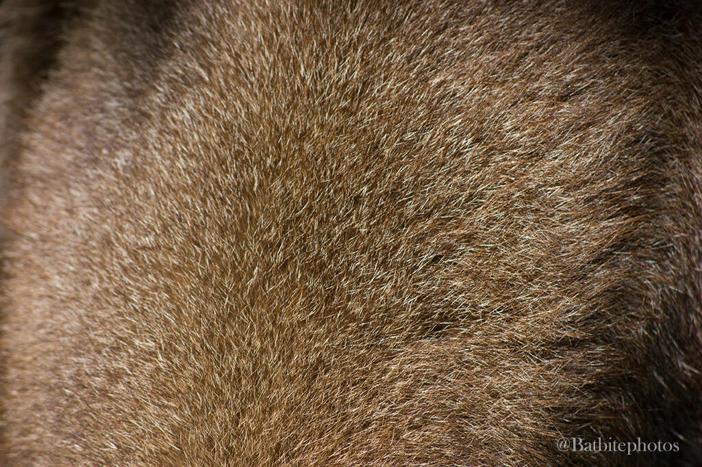 ©Jay Forman Batbitephotos 2025