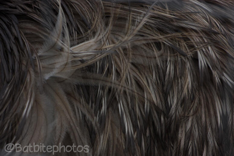 ©Jay Forman Batbitephotos 2025