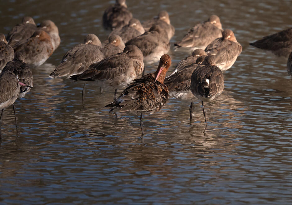 Black-tailed godwit
