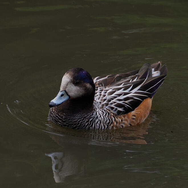 Chiloe Wigeon