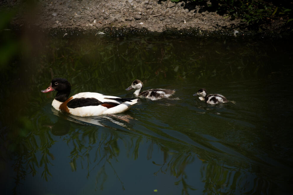 Shelduck and her ducklings