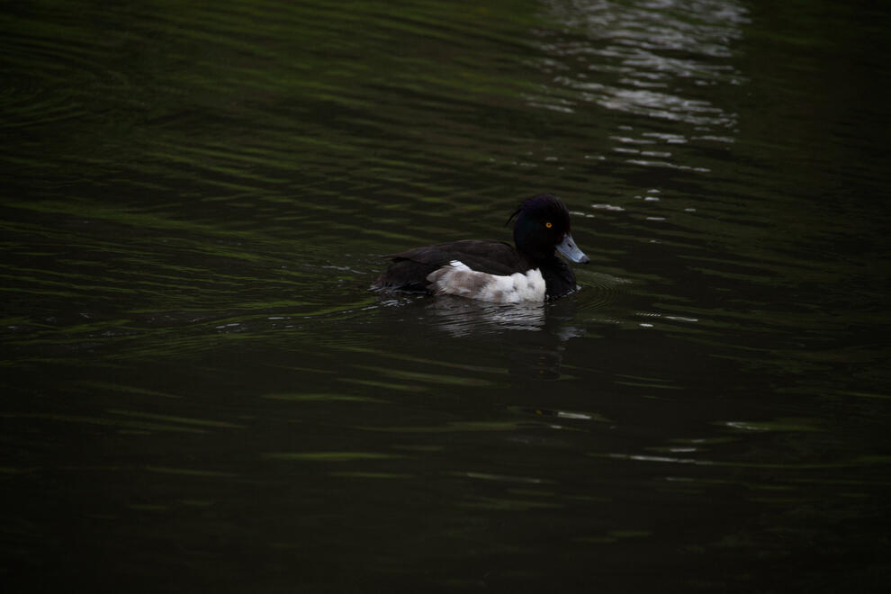 Tufted duck