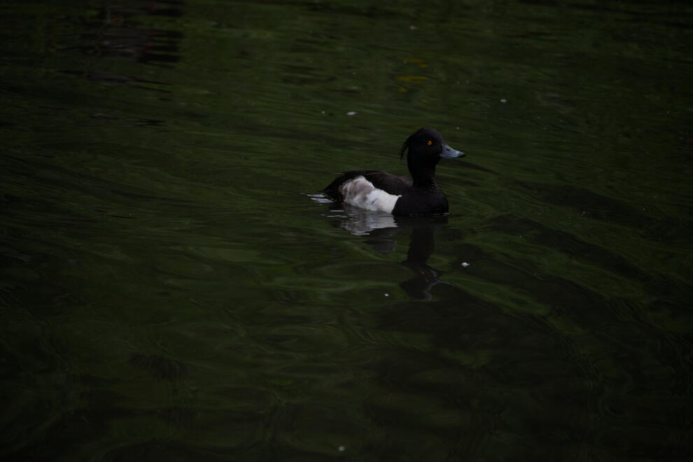 Tufted duck