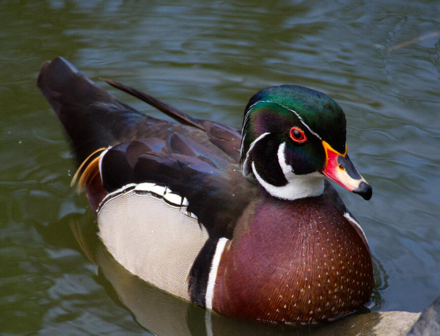 Male Wood Duck