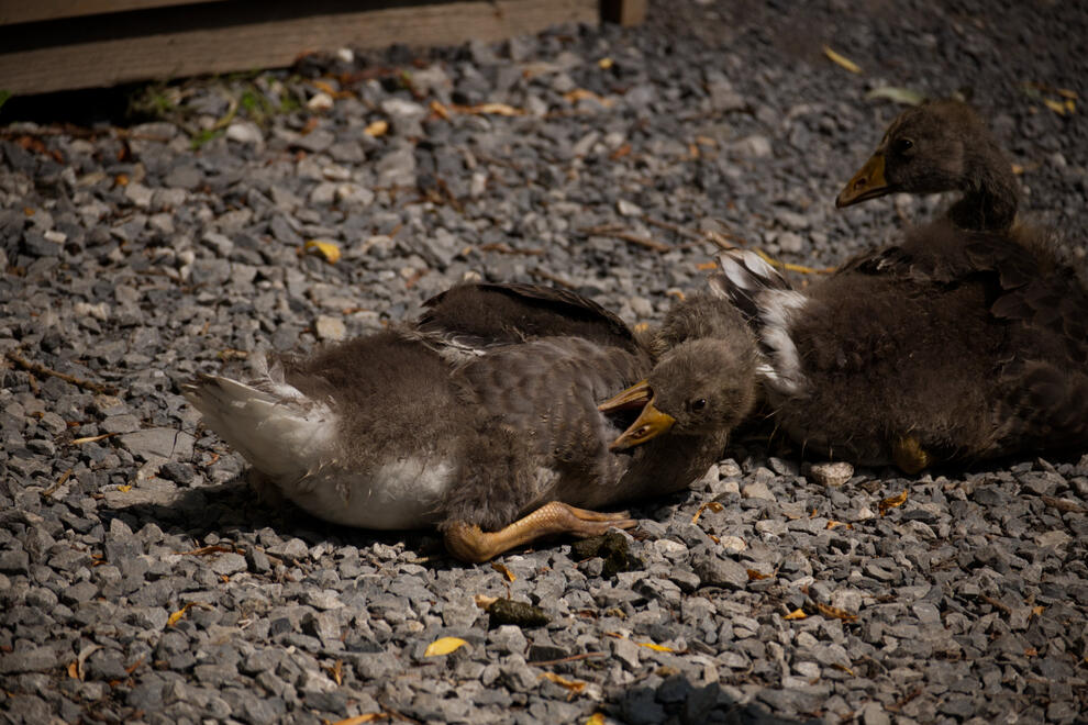 Greylag Goslings