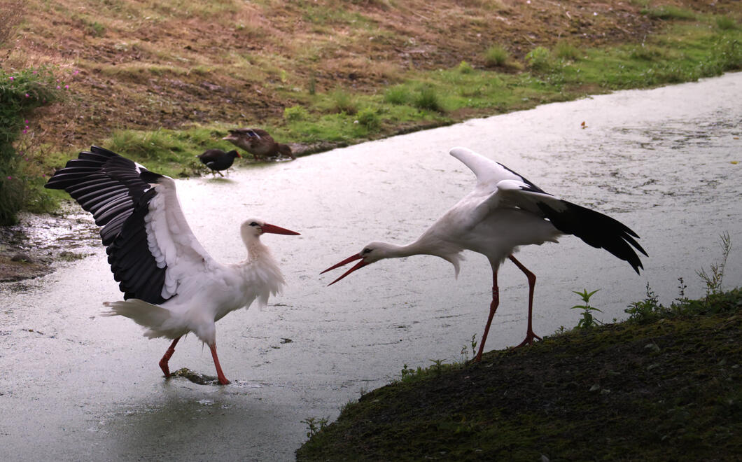 White storks