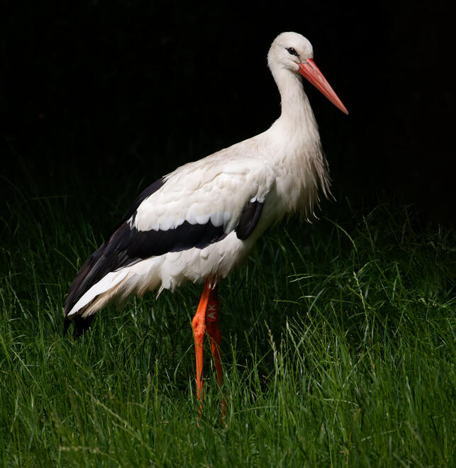 White stork