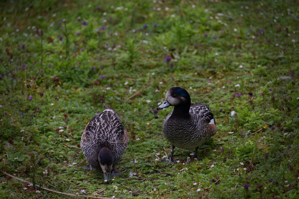 Chiloe Wigeon