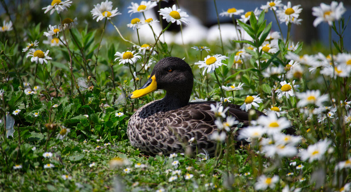 Yellow-billed Duck