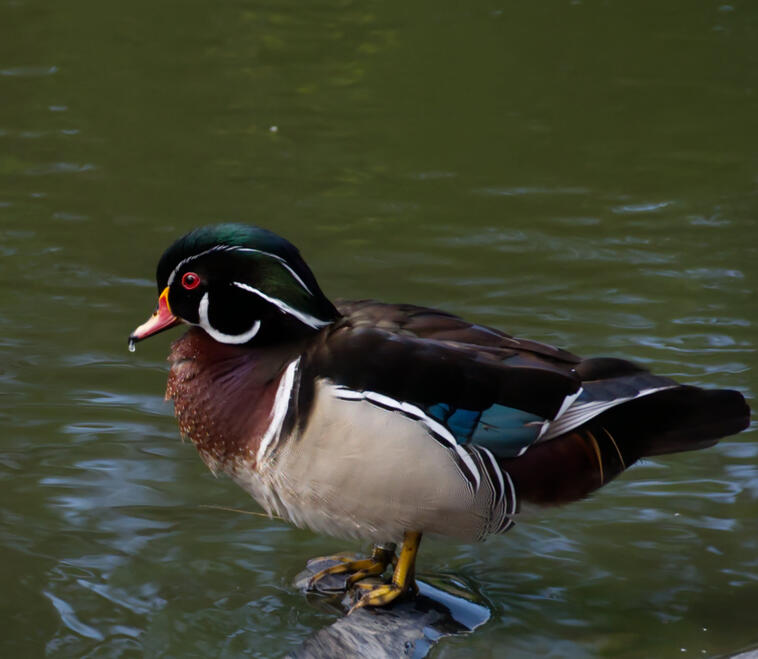 Male Wood Duck