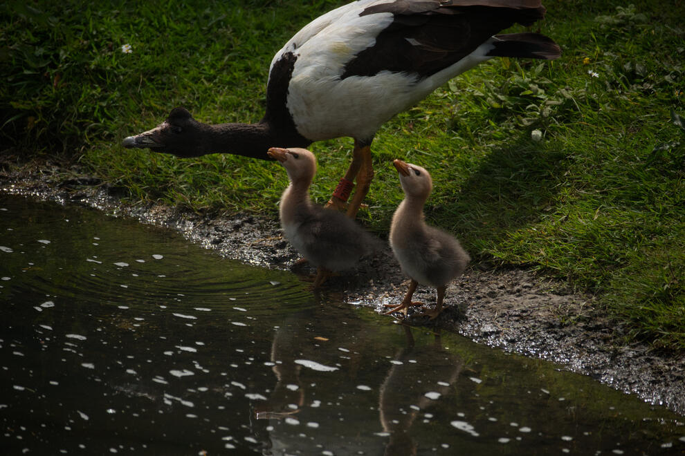 Magpie Goose and Goslings