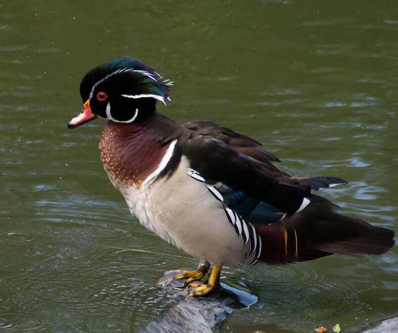 Male Wood Duck