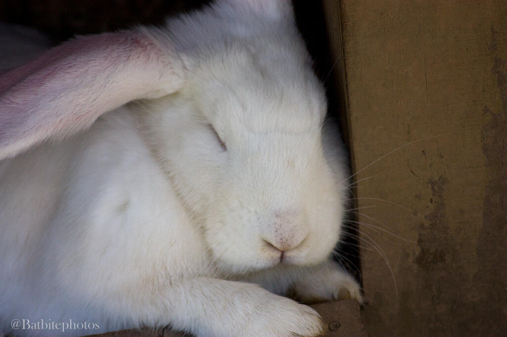A white bunny sleeps cozily against the side of its house.