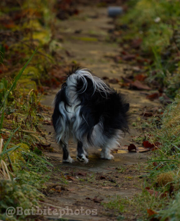 A small black and white dog stands on a path with autumn leaves and grass, facing away from the viewer.