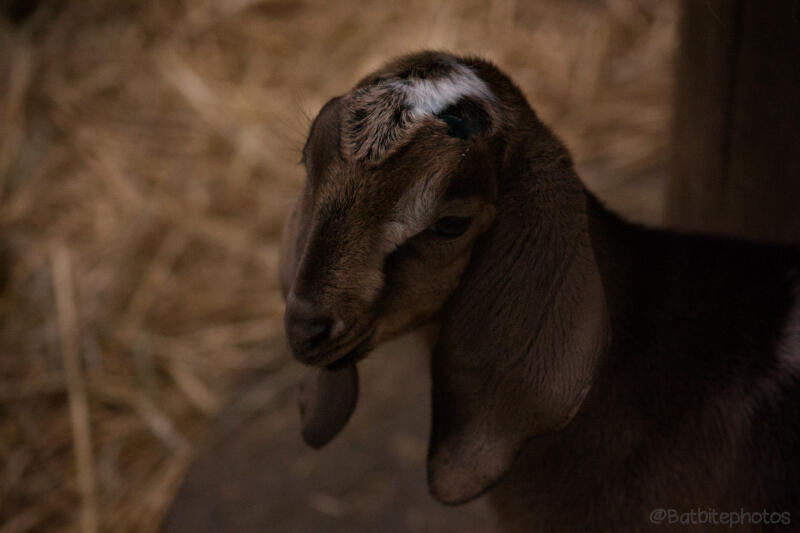 An image of a brown goat kid with a white spot on its forehead, against the light brown background of hay in a barn. The image contains the watermark @batbitephotos.