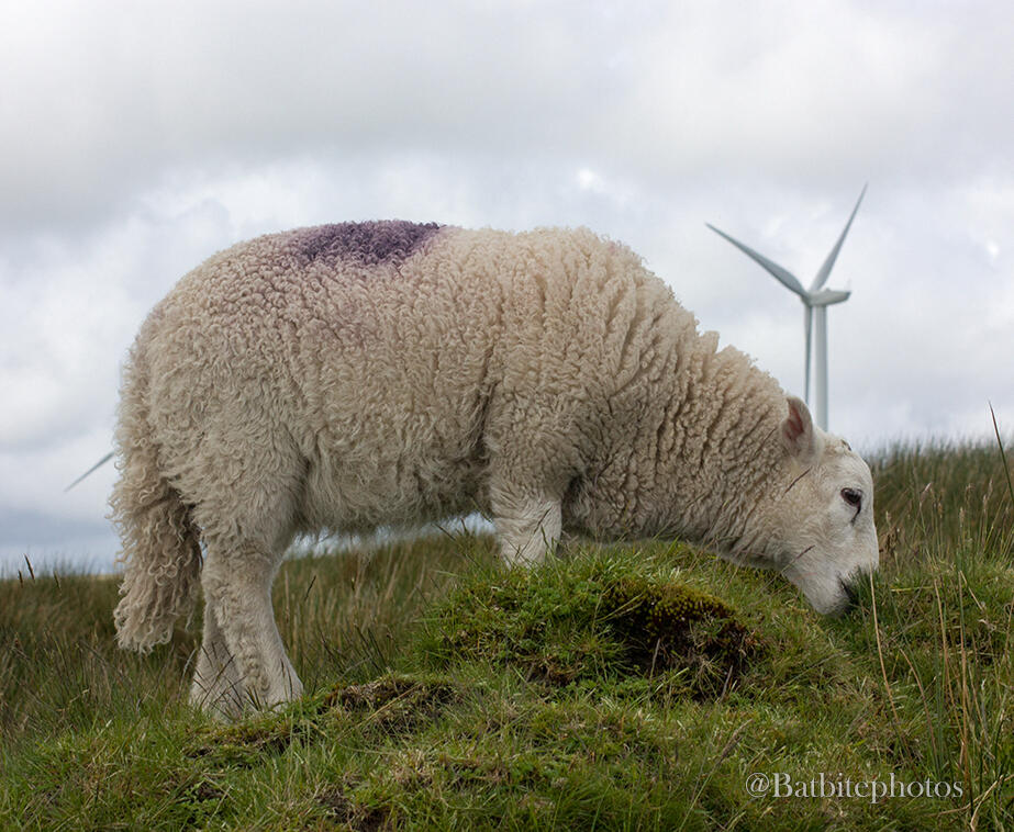 A lamb stands grazing upon a small mound of grass. It has a splotch of purple on the wool on its back. There is a single wind turbine in the background against the pale sky. The image contains a watermark of @batbitephotos.
