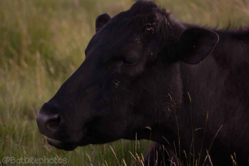 A black cow looks to the left of the photo, sitting in a field of dried grass
