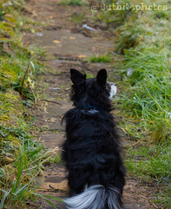 A small black and white dog sits on a path with autumn leaves and grass, looking to the right with her ears pricked up.