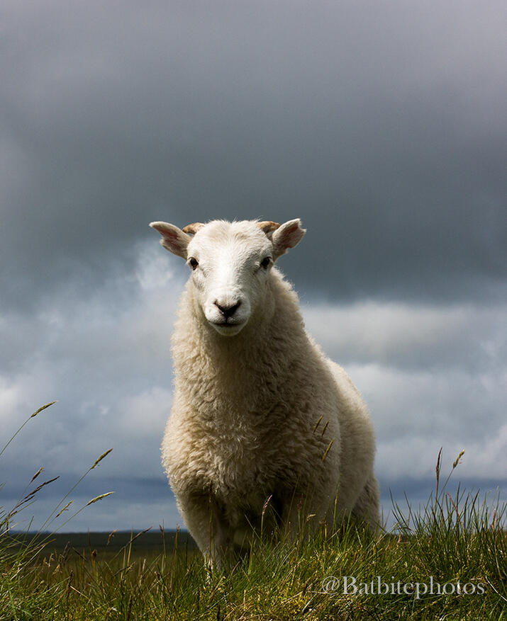 A lamb stands atop a small peak on the mountain. The sky is dark behind them. They are staring at the camera and have two small horns on their head. Their front legs are hidden behind a tuft of grass. The image contains a watermark of @batbitephotos.