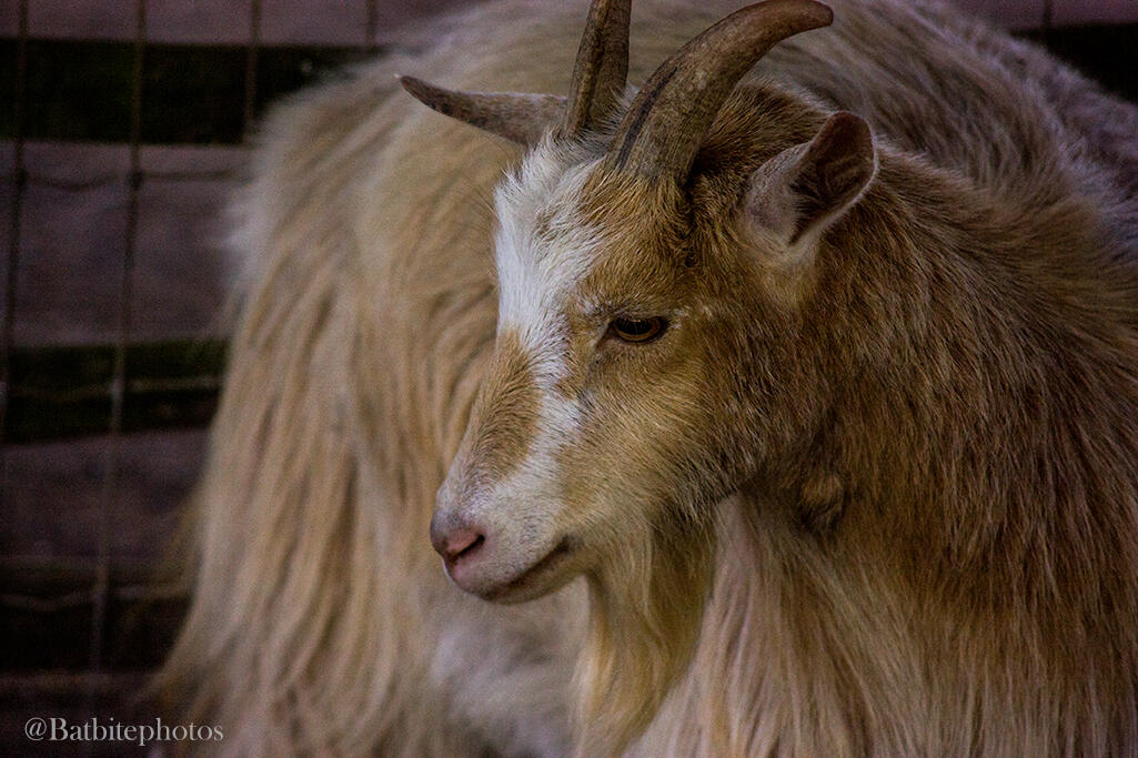 A gold and white adult goat with curved horns stands looking to the right of the image, against the background of a fence.