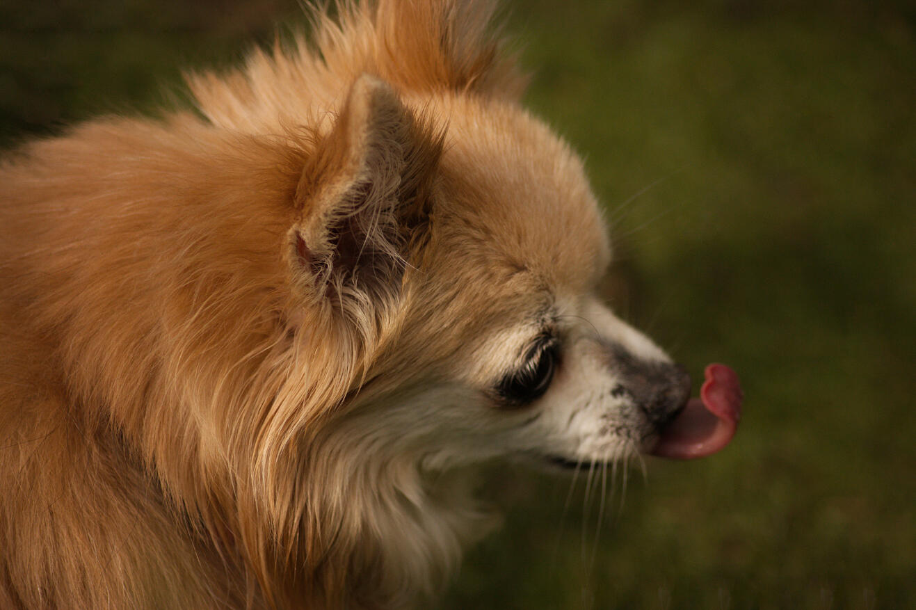 A small, old golden chihuahua with white hairs on her muzzle looks towards the right of the photo, her tongue sticking out as if she is mid licking her nose.