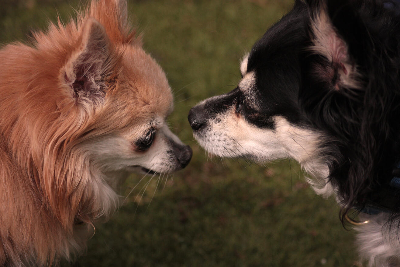 A small golden chihuahua and a black and white dog almost touching noses.