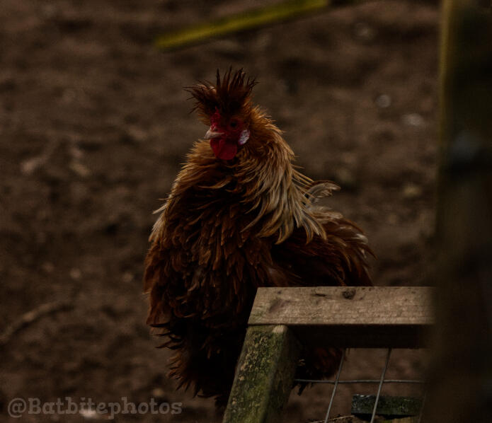 A bantam rooster with brown and white feathers.