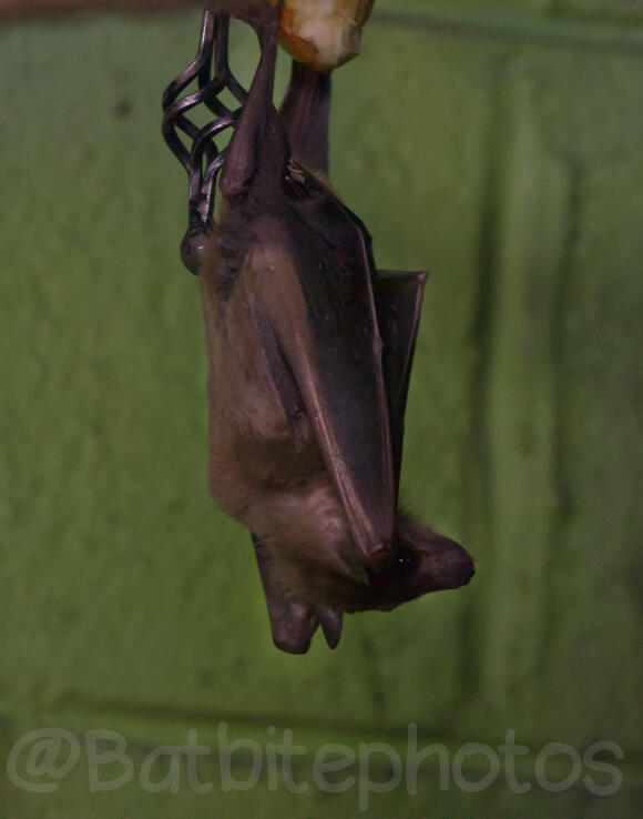 Canon EOS 450D: Focal length 200mm: ISO 1600: 1/100sec: F/5