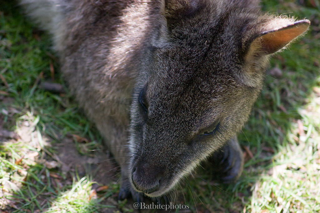 A closeup image of a sleepy wallaby lying on grass in the shade, with rays of light illuminating sections of its fur. The image contains a watermark of @batbitephotos.
