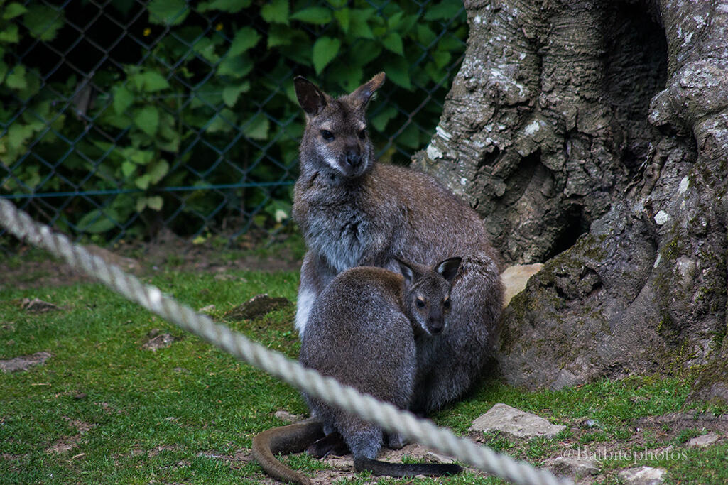 A mother wallaby and her joey sit in front of a tree, just behind a rope in the foreground. They stare off slightly to the right of the camera. The image contains a watermark of @batbitephotos.