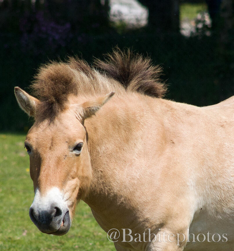 Canon EOS 450D: Focal length 171mm: ISO 400: 1/1600sec: F/5.6