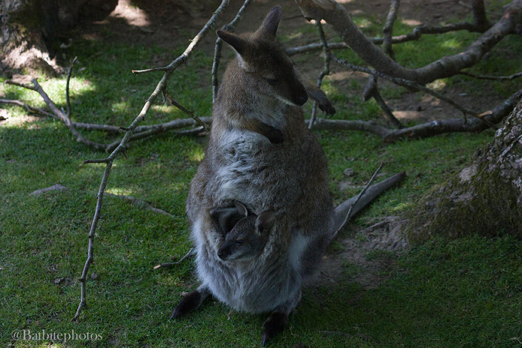 A mother wallaby sits preening herself, with her joey visibly lounging in her pouch.