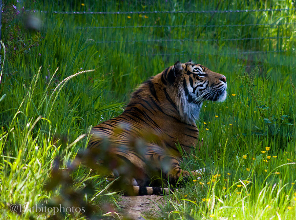 A tiger lays in an enclosure surrounded by grass, its head lifted regally pointed towards the right of the image. The image has a watermark for @Batbitephotos.