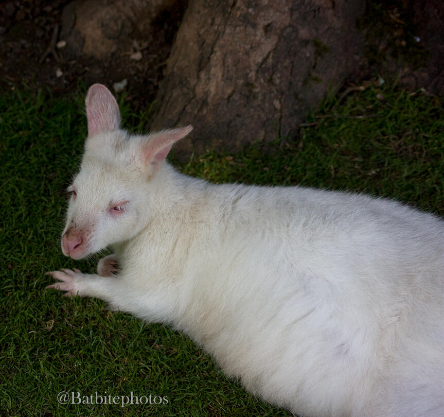An albino wallaby lounges at the base of a tree trunk.