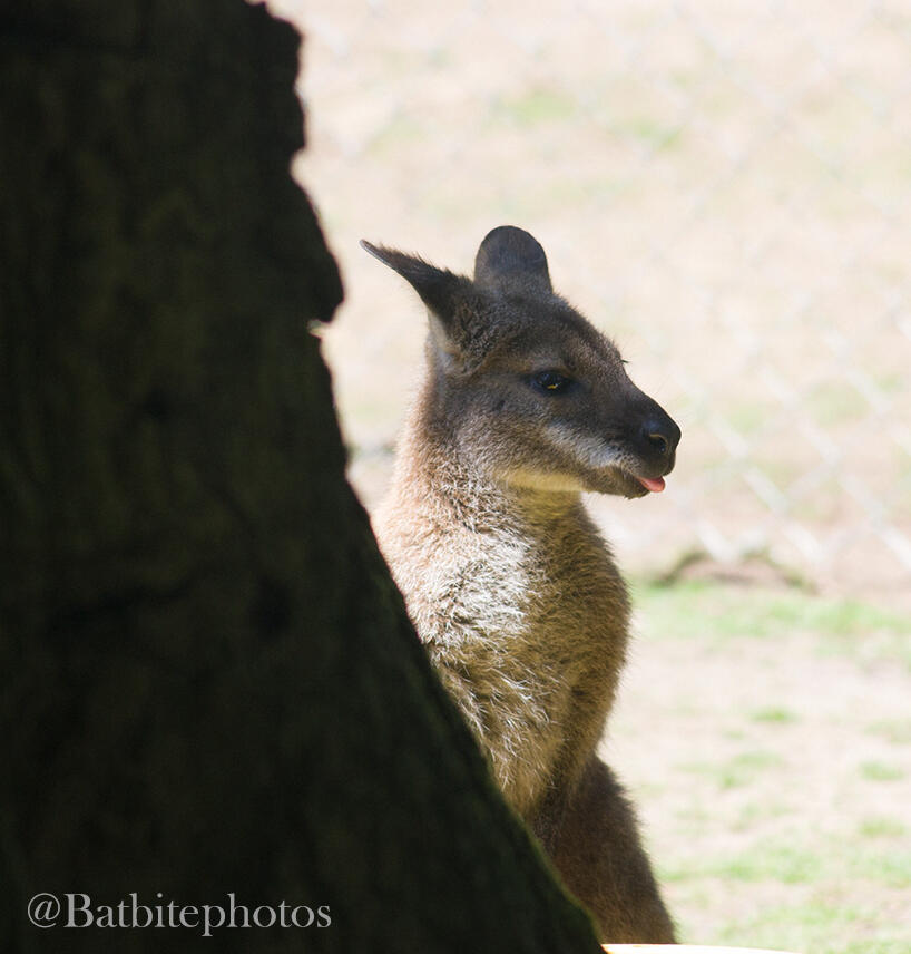 A standard brown pelted wallaby stands on its hind legs behind a tree, its ears pointed backwards and its tongue ever so slightly out of its mouth. Image contains a watermark of @Batbitephotos.