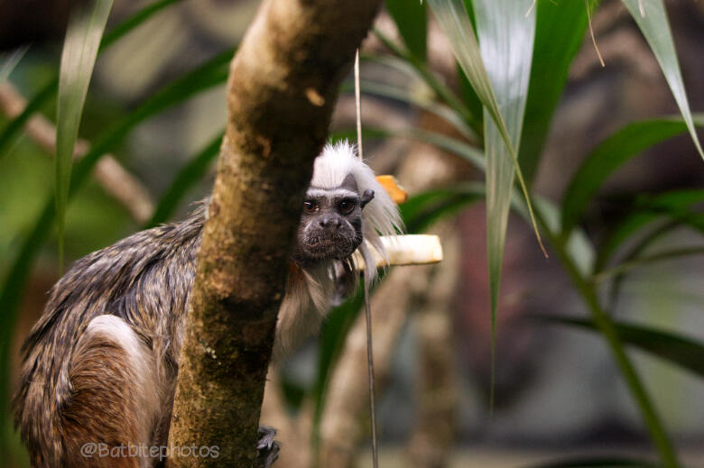 Canon EOS 450D: Focal length 100mm: ISO 1600: 1/100sec: F/4.5