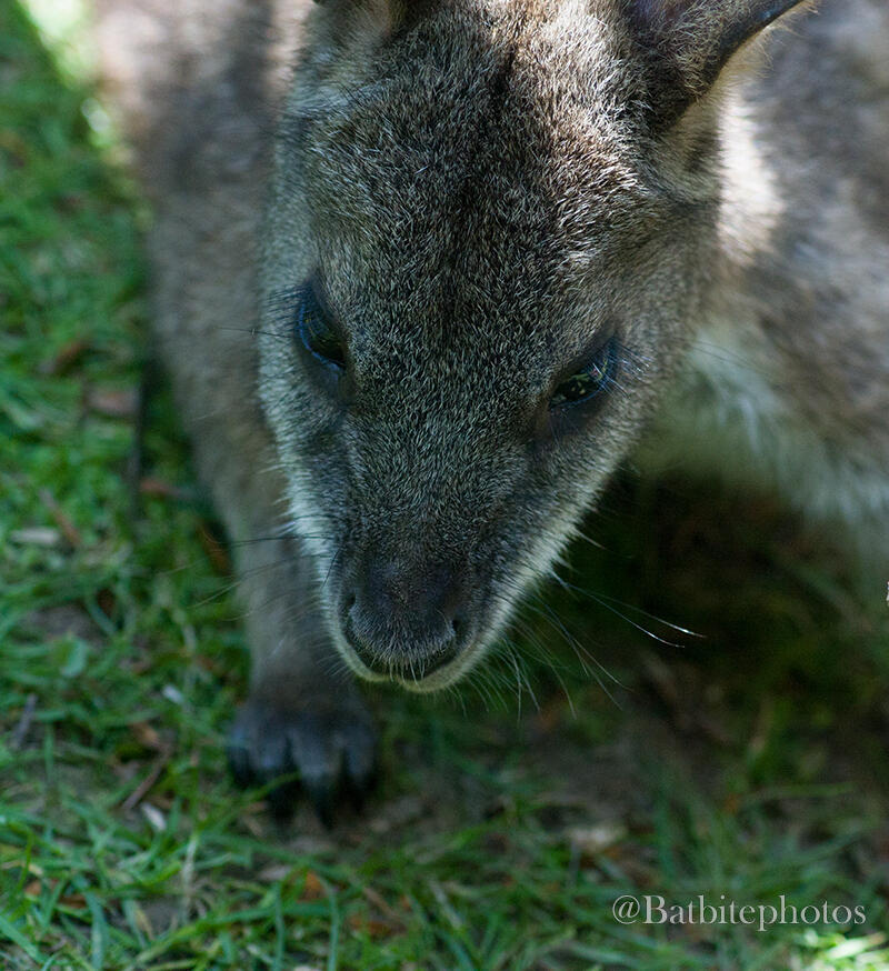 A closeup of a standard coloured wallaby lying on grass. The image contains a watermark of @batbitephotos.
