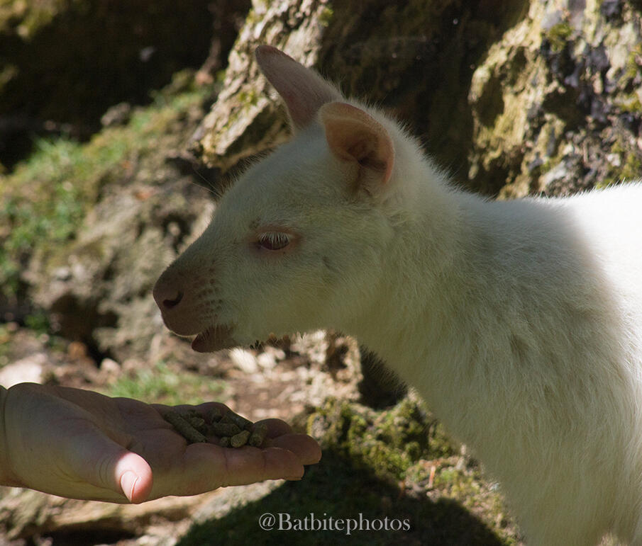 An albino wallaby holds its head just above a white womans hand holding wallaby pellets. Its mouth is slightly open and its ears sit forward curiously. Image contains a watermark @Batbitephotos