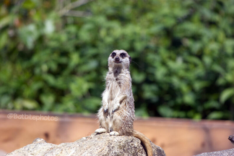 Canon EOS 450D: Focal length 300mm: ISO 400: 1/2000sec: F/5.6