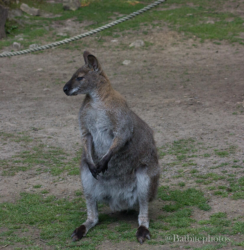 A wallaby stood on her hind legs with her hands in front of her. She is sat on a patch of grass in an otherwise dirt enclosure. The image contains a watermark of @batbitephotos.
