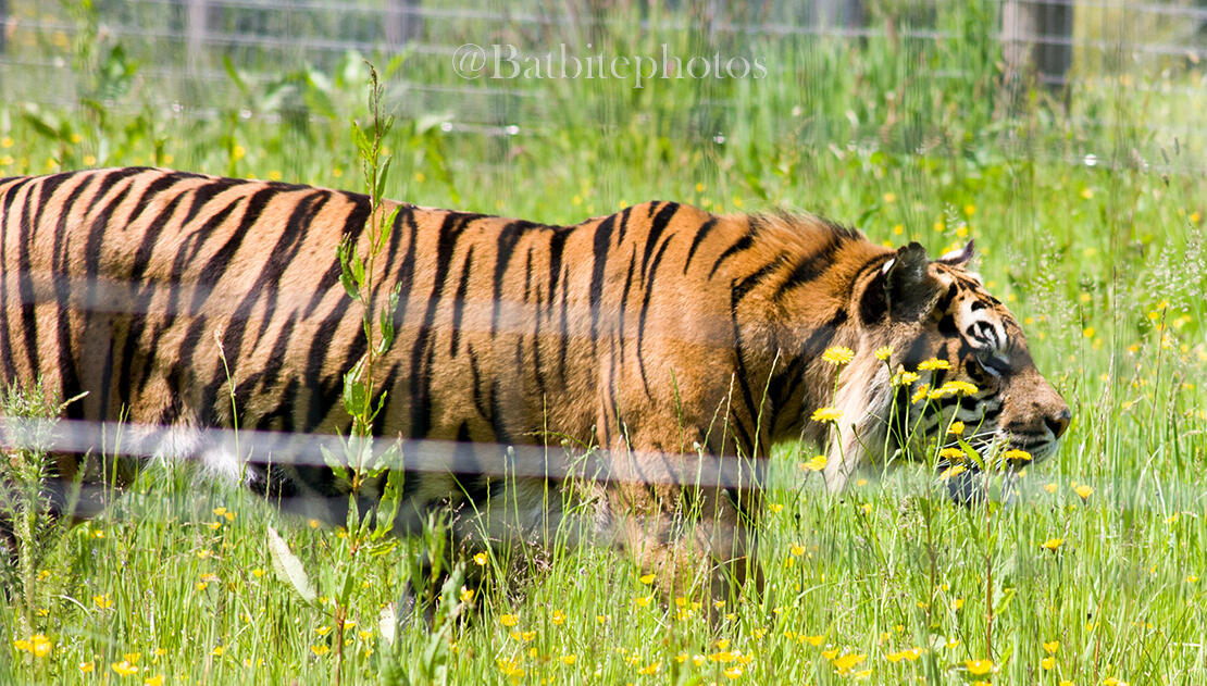 A tiger stalks through a patch of grass, towards the right of the photo. The image contains a watermark for @Batbitephotos.