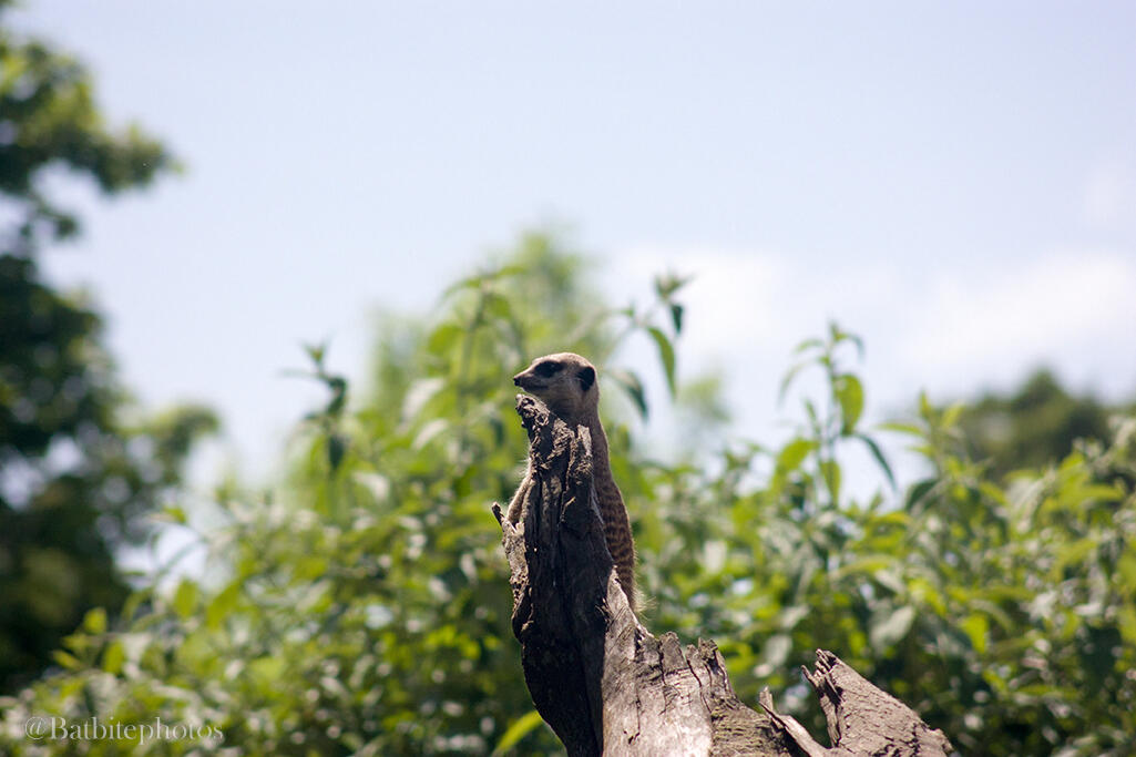 A meerkat sits atop a tree central to the image, in front of a background of trees. It stares off on lookout towards the left of the image. Image contains a watermark @Batbitephotos.