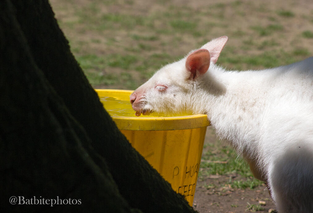 An albino wallaby drinks from a bright yellow bucket slightly behind a tree trunk. Image contains a watermark of @batbitephotos.