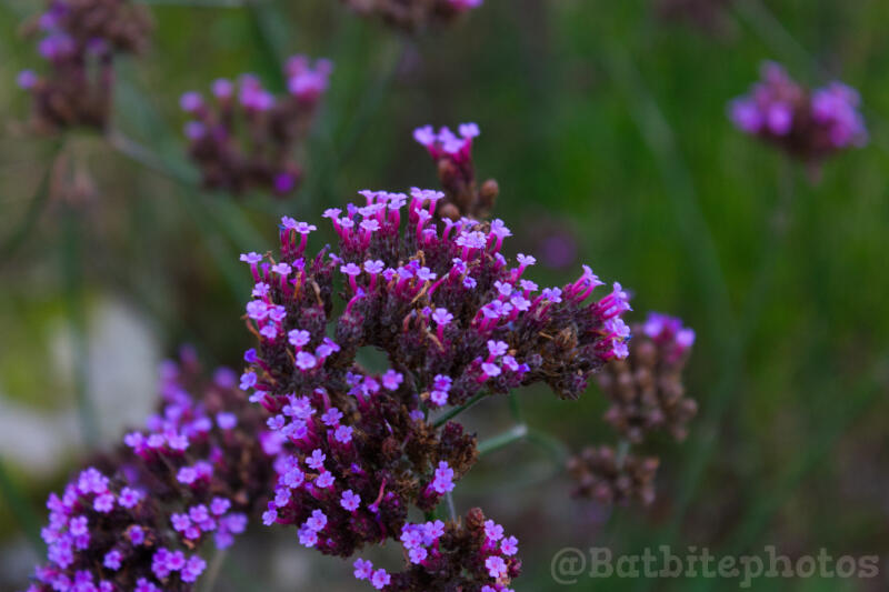 Image contains a watermark @Batbitephotos