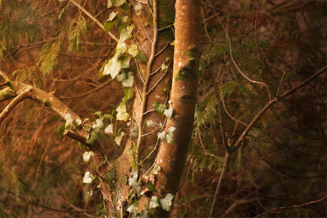 ©Jay Forman Batbitephotos 2025