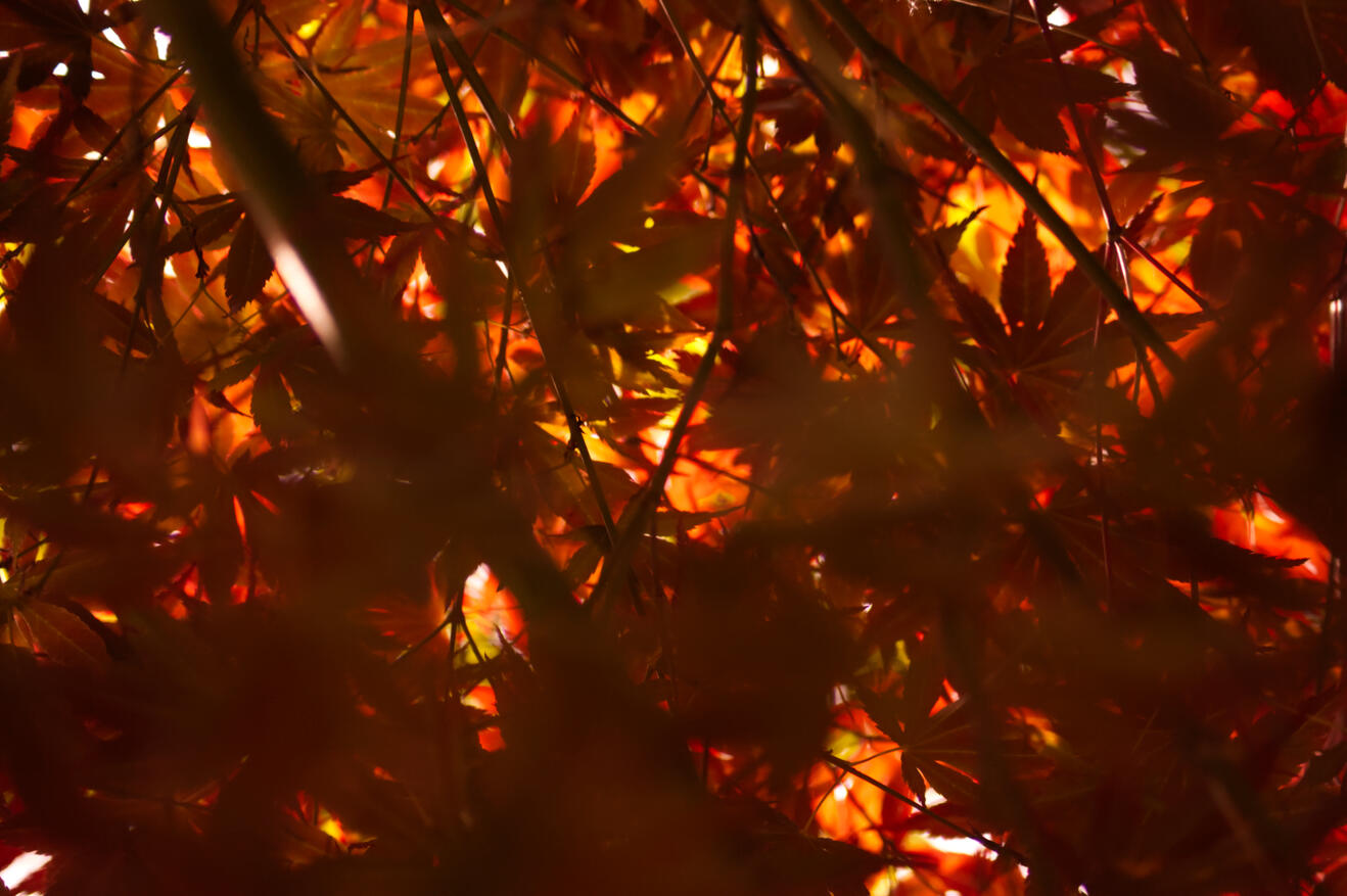 ©Jay Forman Batbitephotos 2025