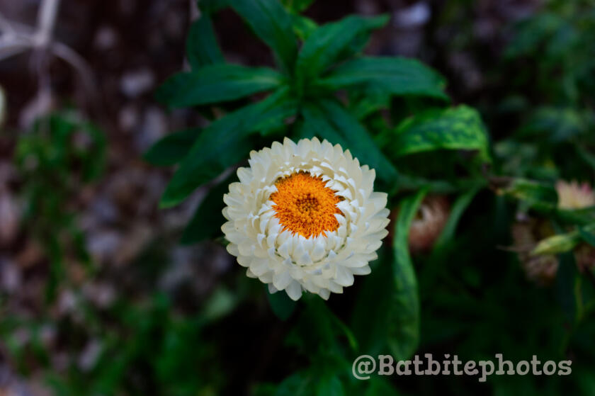 The image contains a watermark of @batbitephotos.